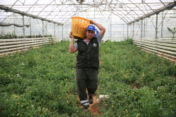 AYDIN BÜYÜKŞEHİR BELEDİYESİ BU YIL DA ATA TOHUMLARINDAN SEBZE HASADINA BAŞLADI