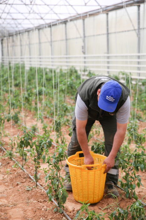 AYDIN BÜYÜKŞEHİR BELEDİYESİ BU YIL DA ATA TOHUMLARINDAN SEBZE HASADINA BAŞLADI