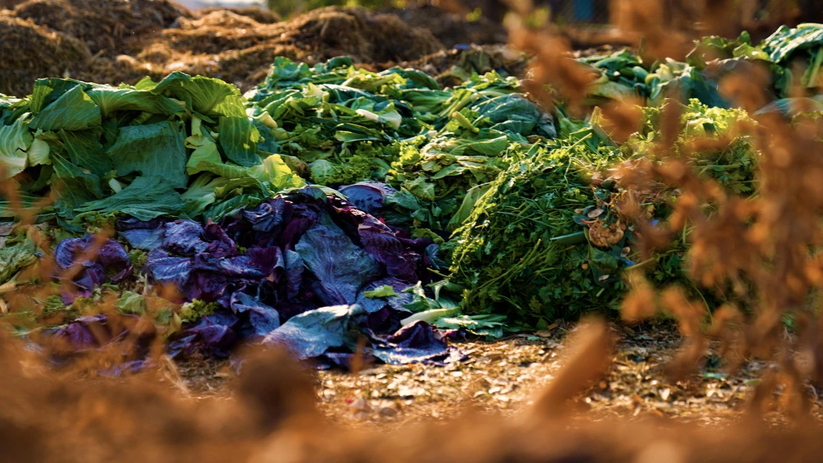 DİDİM BELEDİYESİ’NDEN ÖRNEK PROJE: PAZAR ATIKLARI KOMPOSTA DÖNÜŞÜYOR