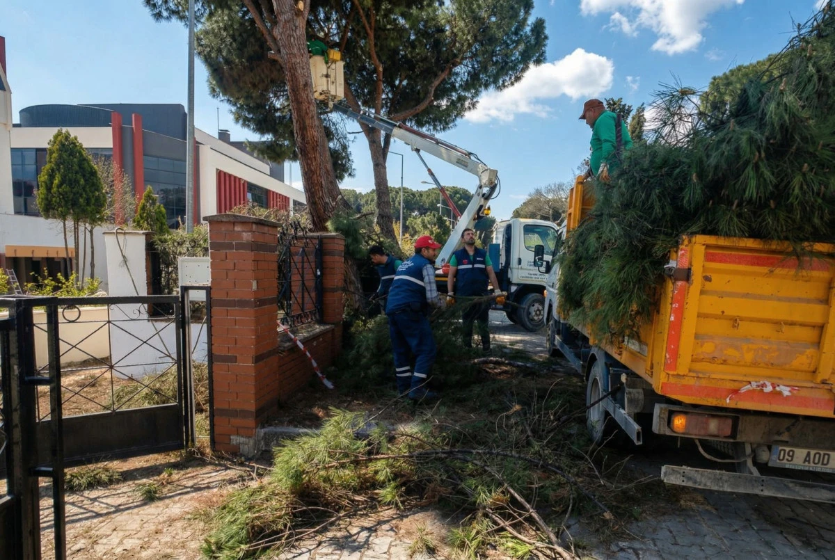EFELER BELEDİYESİ&rsquo;NDEN Y&Uuml;KSEK &Ccedil;AM AĞA&Ccedil;LARINA BAKIM