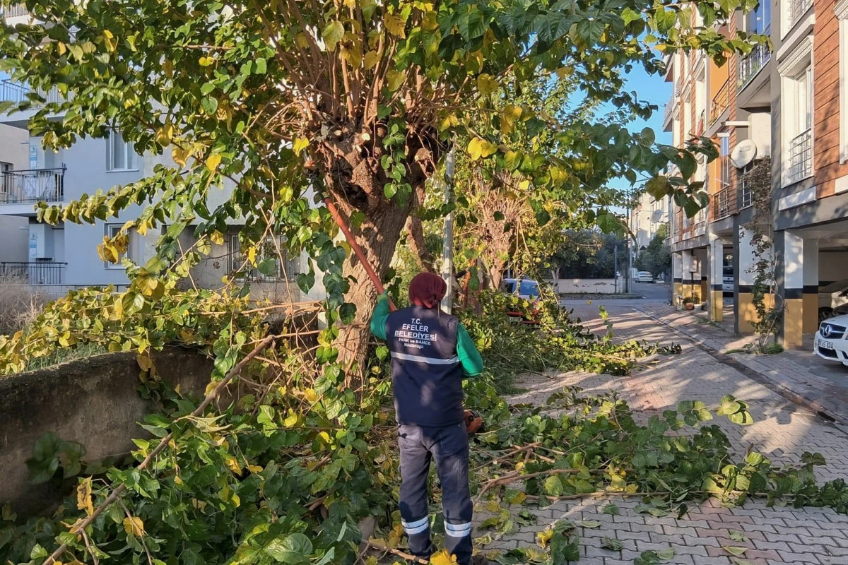 EFELER’İN YEŞİL ALANLARINDA BUDAMA VE BAKIM ÇALIŞMALARI DEVAM EDİYOR