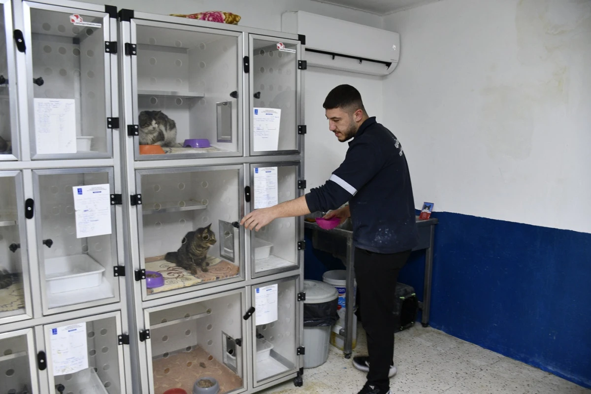 KUŞADASI BELEDİYESİ DAVUTLAR KEDİ KISIRLAŞTIRMA MERKEZİ BİNLERCE CANA UMUT OLDU